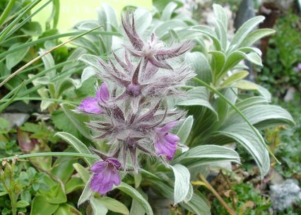 Stachys lavandulifolia