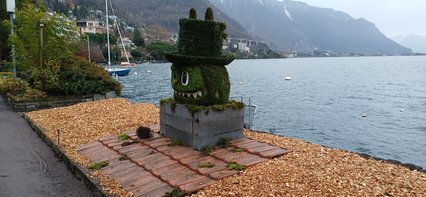 Fumarius fortunatus Fumarius fortunatus