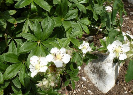 Potentilla alchemilloides