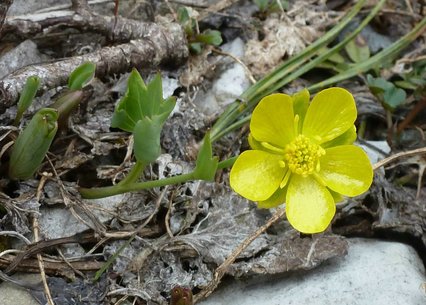 Ranunculus brevifolius