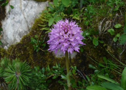 Traunsteinera globosa