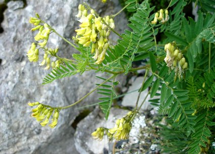 Astragalus penduliflorus