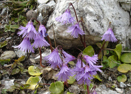 Soldanella alpina