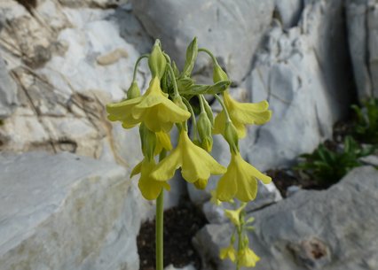 Primula sikkimensis