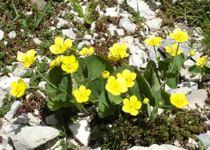 Ranunculus thora