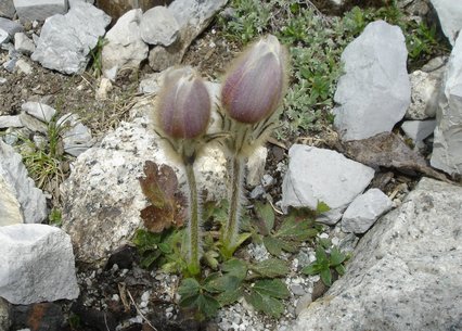 Pulsatilla vernalis