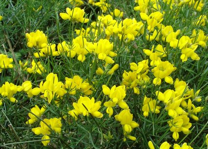 Genista radiata