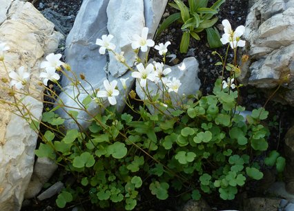 Saxifraga sibirica