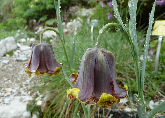 Fritillaria pyrenaica