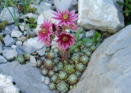 Sempervivum arachnoideum