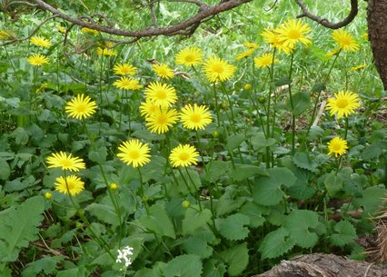 Doronicum columnea