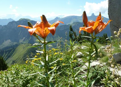 Lilium bulbiferum ssp. bulbiferum