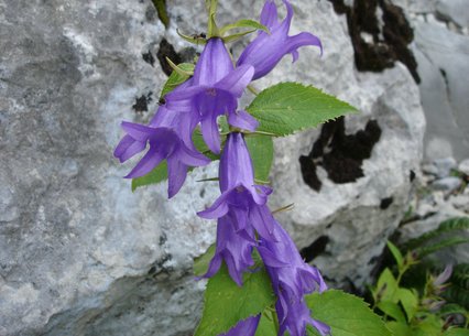 Campanula latifolia