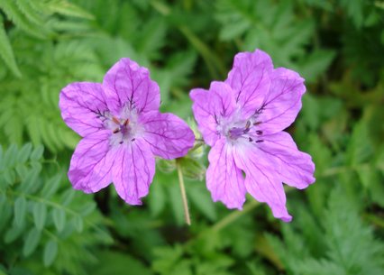 Erodium manescavi