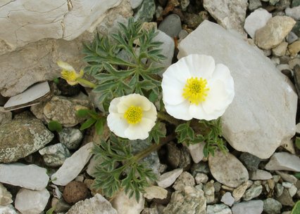 Ranunculus seguieri