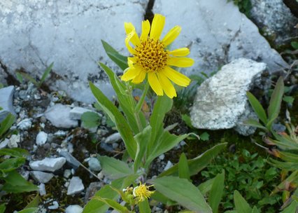 Arnica chamissonis