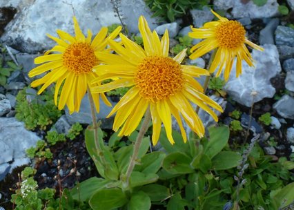 Arnica montana