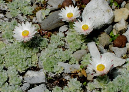 Helichrysum milfordiae