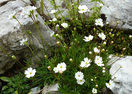 Androsace lactea