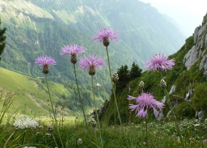 Centaurea simplicicaulis