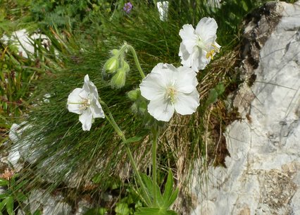 Geranium phaeum album