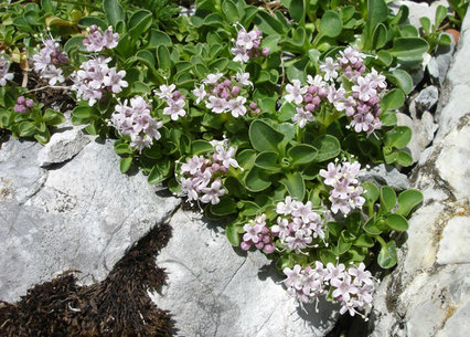 Valeriana supina