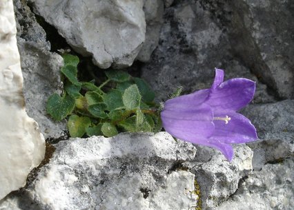 Campanula morettiana