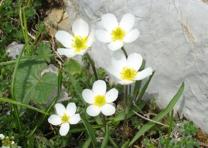 Ranunculus kuepferi