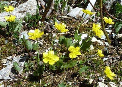 Ranunculus hybridus