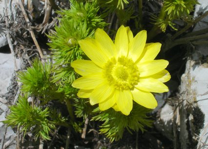 Adonis vernalis