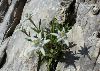 Leontopodium alpinum