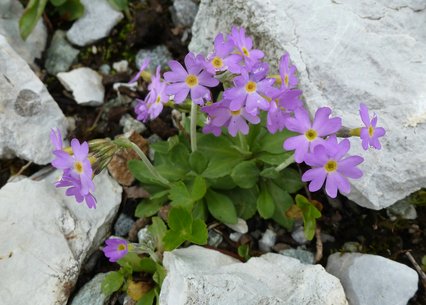 Primula scandinavica