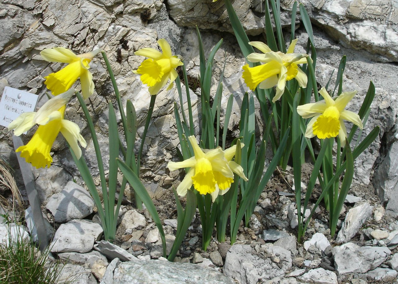 Narcissus pseudonarcissus