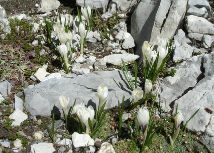 Crocus vernus albiflorus