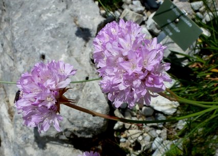 Armeria arenaria