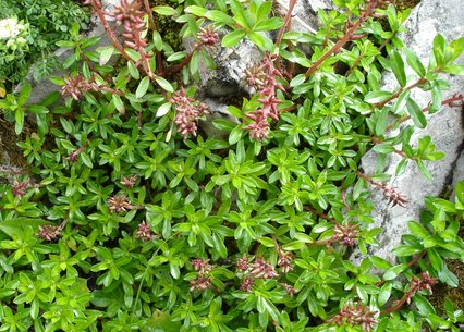 Salix hylematica