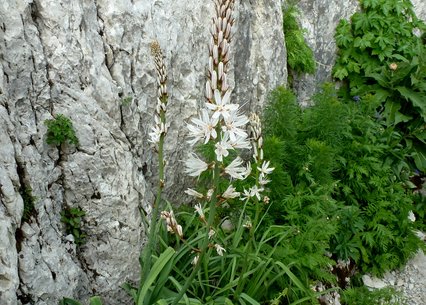 Asphodelus albus