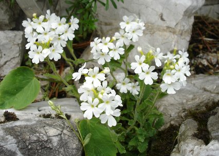 Erinus alpinus albus