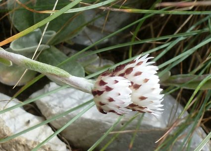 Helichrysum albobrunneum