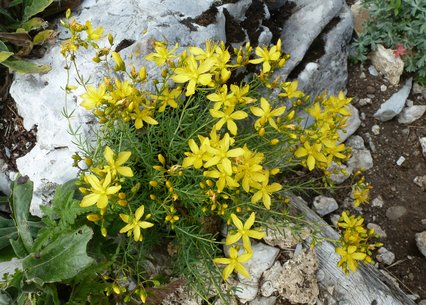 Hypericum coris