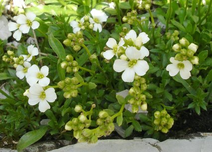 Arabis carduchorum