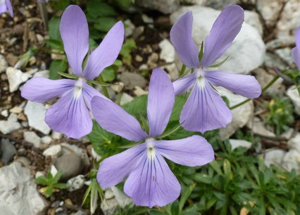 Viola cornuta