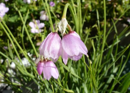 Allium narcissiflorum