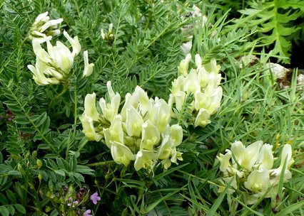 Astragalus sirinicus