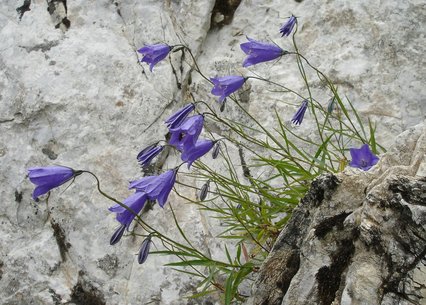 Campanula scheuchzeri