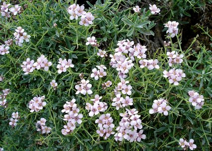 Ptilotrichum spinosum