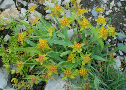 Bupleurum ranunculoides