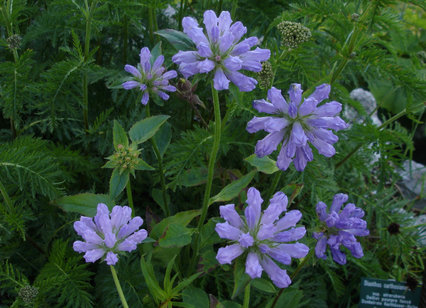 Campanula foliosa