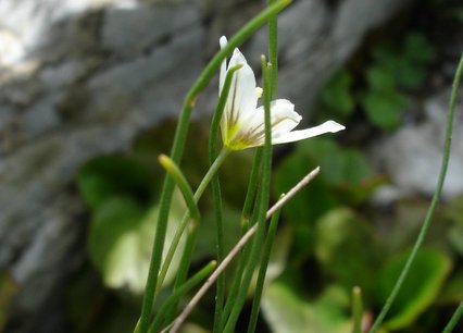 Lloydia serotina