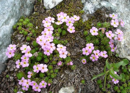 Androsace mucronifolia